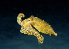 Amazing Underwater Wallpapers 1