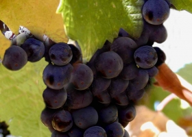 Fruits - Cake HQ Wallpapers 2