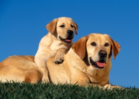 Cute Dogs HD Wallpapers 1