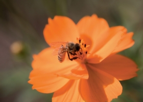 Beautiful Flowers Wallpapers 23