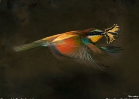 National Geographic Wallpapers Collection 2008 -4