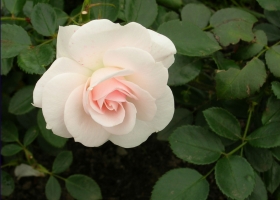 Beautiful Flowers Wallpapers 11