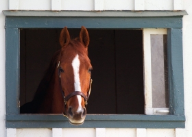 Animals HQ Wallpapers 3