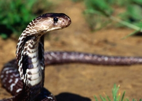 Amazing Set of Snake Wallpaper 1