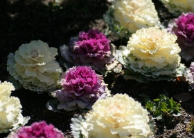 Wallpaper Called Flower 2