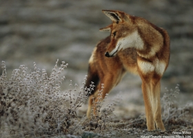 National Geographic Wallpapers Collection 2006 -1