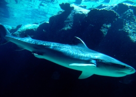 Deep Blue Sea Wallpapers 8