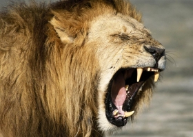 Wonderful Animals HQ Wallpapers 3