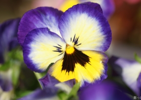 HD Flowers Wallpapers 2