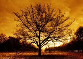 ต้นไม้สวยงามตามบรรยากาศดีๆ