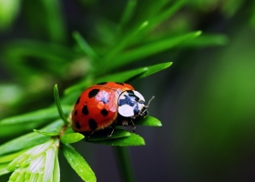 Animals HQ Wallpapers 5