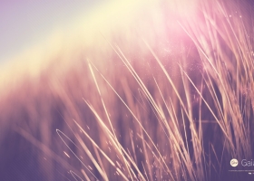 Wallpapers Of Tribal Juju 87