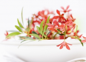 Beautiful Flowers Wallpapers 19