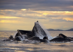 Animals HQ Wallpapers 8