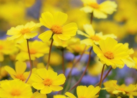 Beautiful Flowers Wallpapers 27