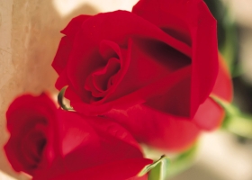 Beautiful Flowers Wallpapers 46