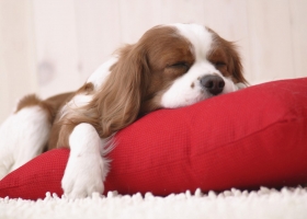 Wallpapers Of Tribal Juju 76