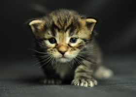 Mixers HQ Wallpapers 76