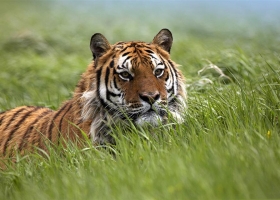 Wallpapers Of Tribal Juju 99