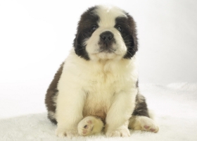 Cute Dogs HD Wallpapers Collection 3