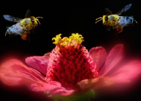 Animals HQ Wallpapers 2