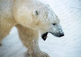 HD Animals Wallpapers 2