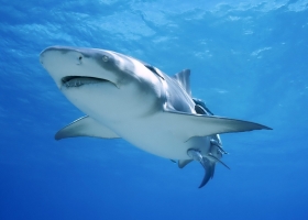 The Best HQ Wallpapers 1