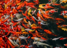 Wallpapers Of Tribal Juju 110