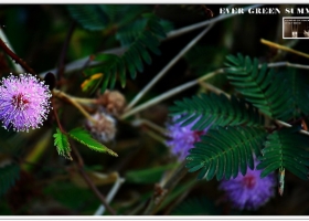 ดอกไม้และใบหญ้า ชุดที่ 2