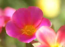 Beautiful Flowers Wallpapers 31