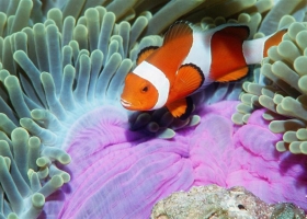 Wallpapers Of Tribal Juju 101