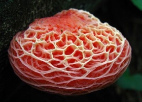 A: เห็ดสวย ๆ เห็ดแปลก ๆ