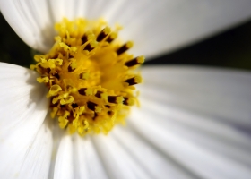 Beautiful Flowers Wallpapers 9