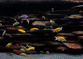 ภาพการจัดตู้ปลาสวยสวย 2