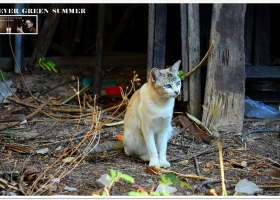 ดอกไม้และใบหญ้า ชุดที่ 1