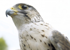 HD Animals Wallpapers 4