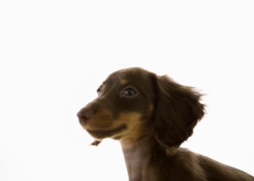 Lovely Dogs Wallpapers 1