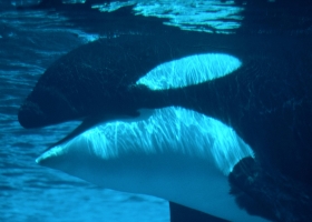 Deep Blue Sea Wallpapers 7