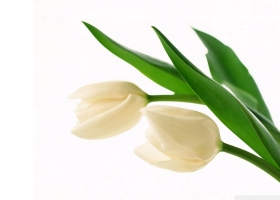 Beautiful Flowers Wallpapers 39