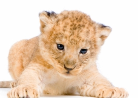 Lion HD Copmuter  Wallpapers 1