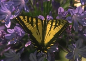 Beautiful Butterfly Wallpapers  1