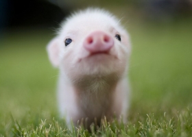 Beautiful Animals HQ Wallpapers 2