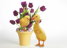 Beautiful Birds Around the World Wallpapers 5