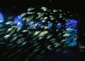 National Geographic Wallpapers Collection 2002 -4