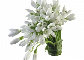Beautiful White Flowers HD 1