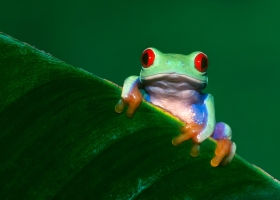 Animals HQ Wallpapers 9