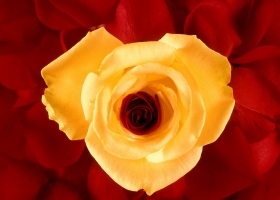 Beautiful Flowers Wallpapers 2