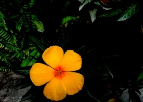 A: ภาพดอกไม้ข้างร้านกาแฟ