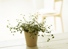 เพิ่มสีเขียวในบ้านให้สดชื่น  1