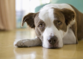 Cute Dogs HD Wallpapers Collection 4